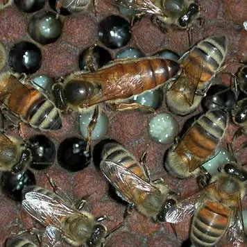Ligustica Bee