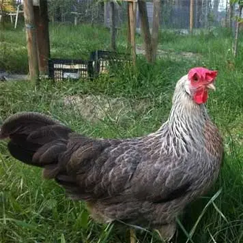 Livorno Argentata Chicken