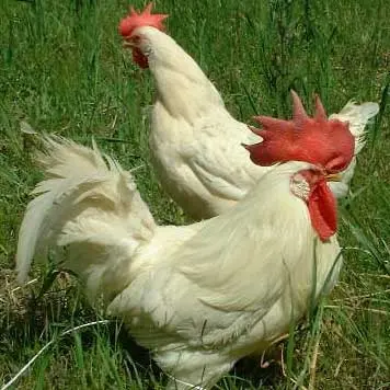 White Livorno Chicken
