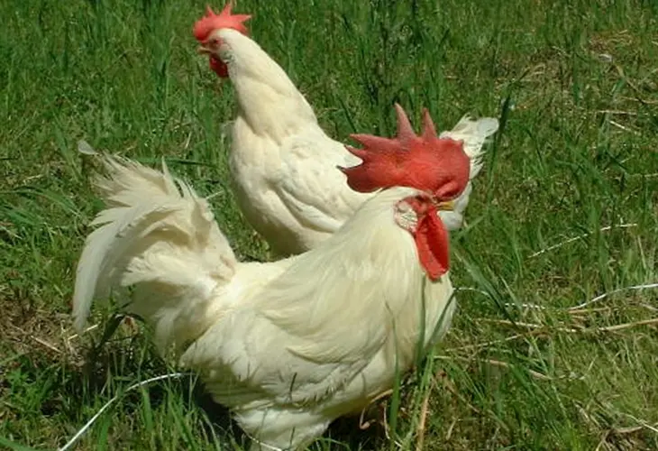 White Livorno Chicken