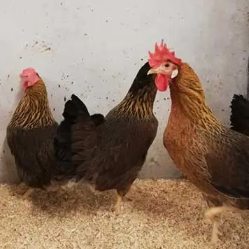 pollo-livorno-dorata-anteprima