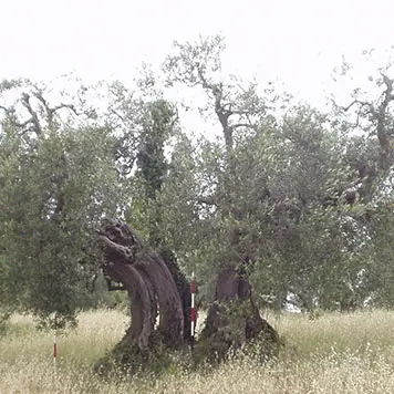 Sweet Agogia Olive Tree